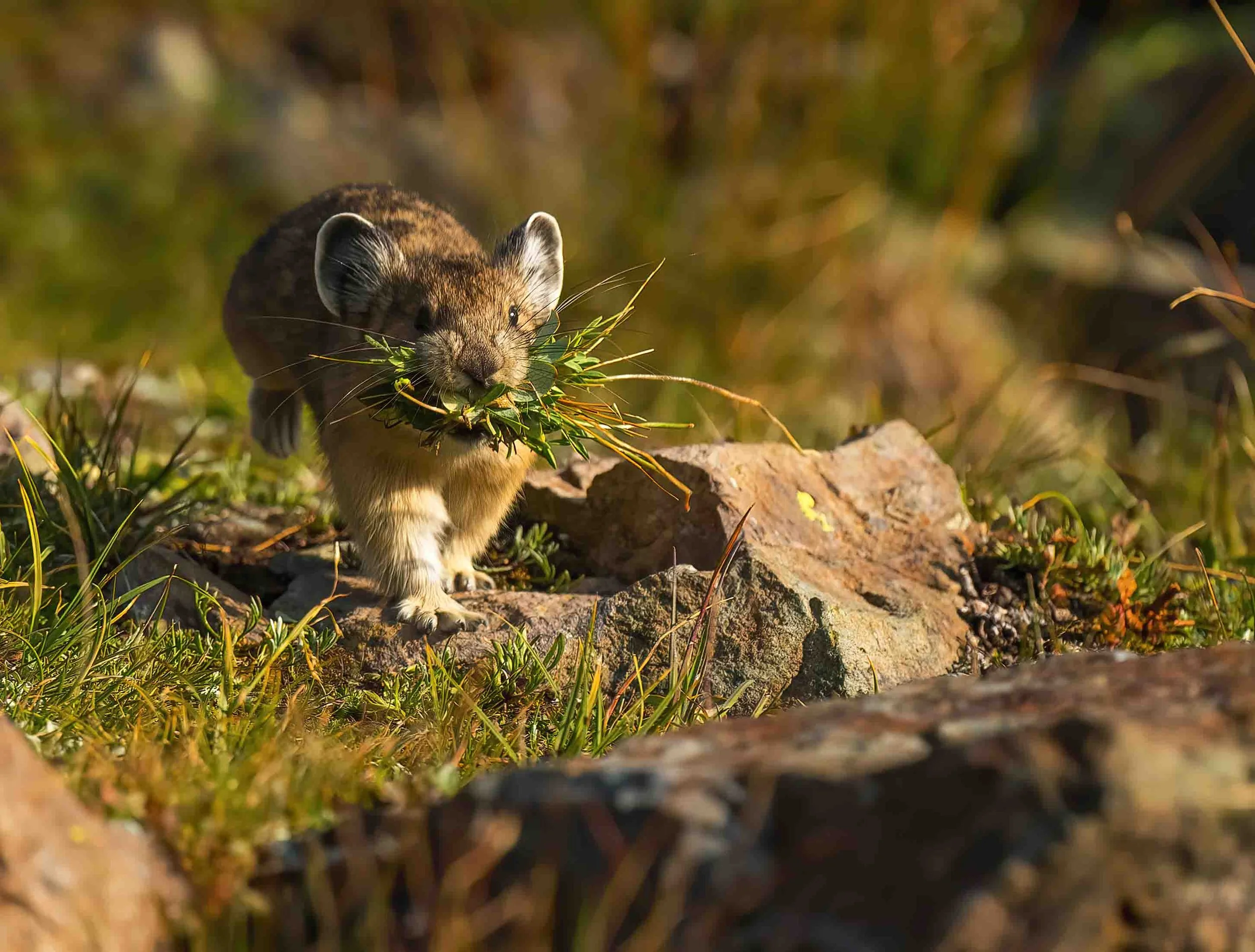 An Overview Of The American Pika's Unique Ecology — Deirdre Denali